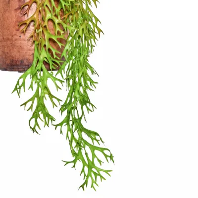 Faux Hanging Deer Horn Green